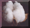 cottonboll.gif (41063 bytes)